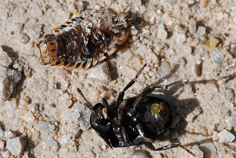 Silpha obscura che mangia una larva di Silphidae morta